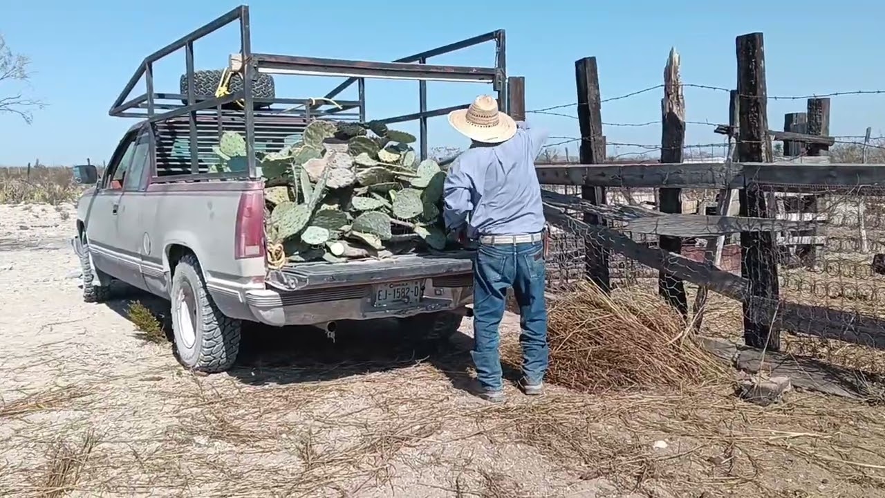 En el nopal para las vacas 