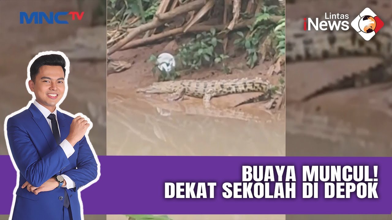 Waspada! Buaya Terlihat di Kali Caringin Dekat Sekolah Depok |LIS (21/01)