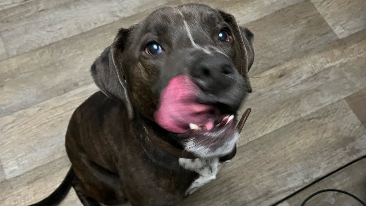 The sweetest dog on the planet is available for adoption 