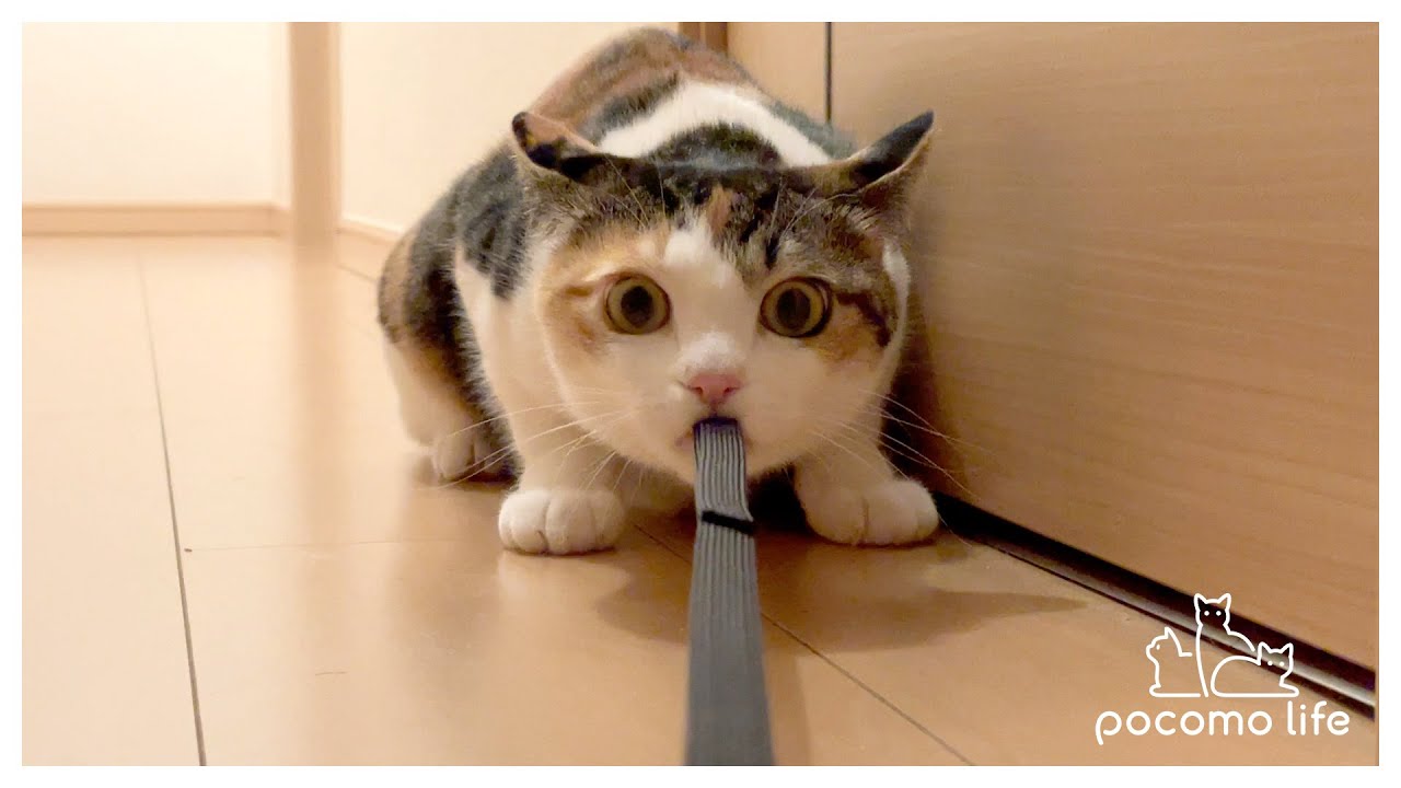 [ENG SUB]猫と綱引きで勝負してみた結果…こうなっちゃいました！