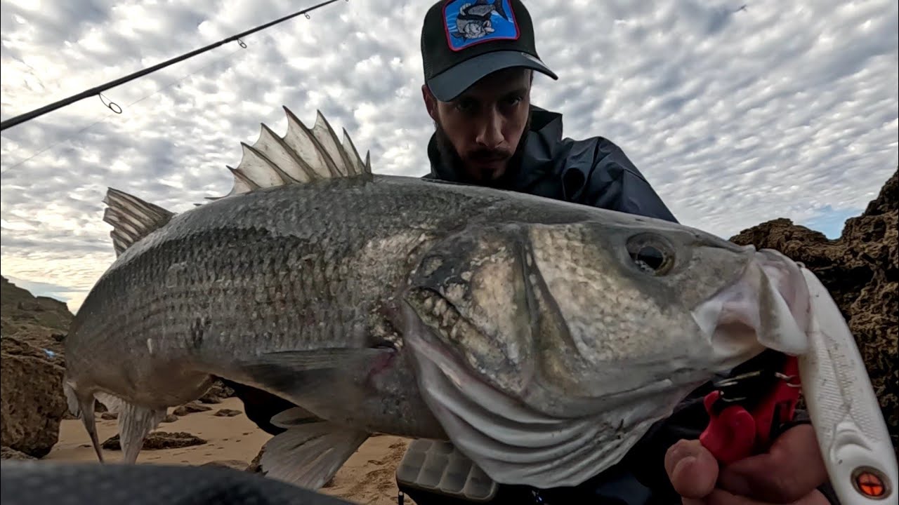 أداء بكرة Shimano Stella مع قصبة Daiwa Labrax وبطلة الحلقة  👈 👑 Sakura Mistre Joie 👑