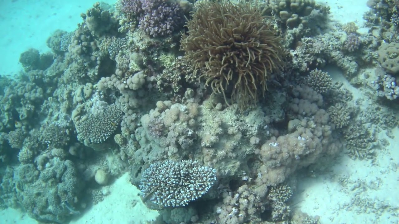 Mangrove Bay - North - Drift Dive (7 of 11) (30.12.2021)