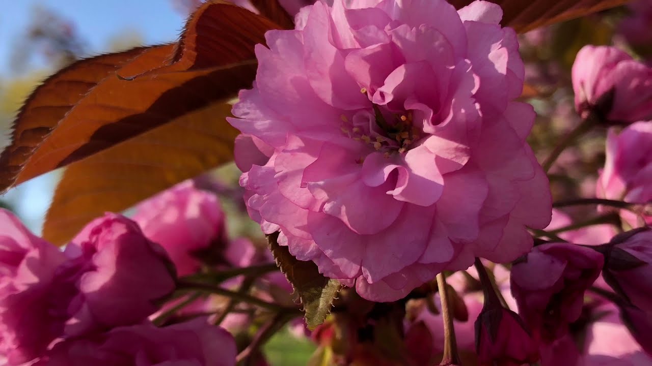 NYC Cherry Blossom Peak - Kissena Park in Springtime - Flushing Queens New York - April 26, 2021