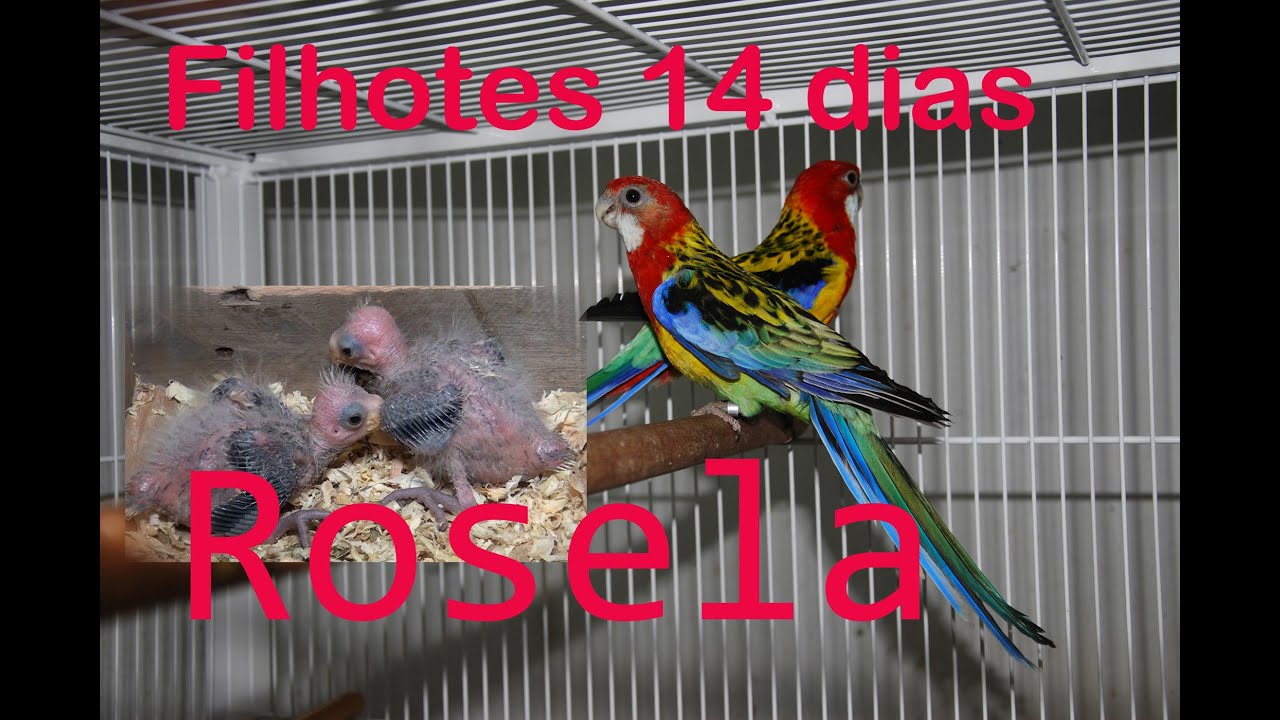Rosella e 2 filhotes com 14 dias