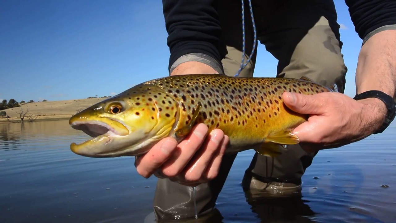 Tullaroop Reservoir fishing - Brown trout