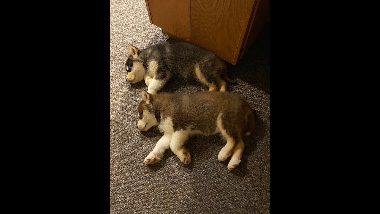 Alaskan Malamutes Wrestling Zoomies🐾🐕 #live #dogs #puppy #fun