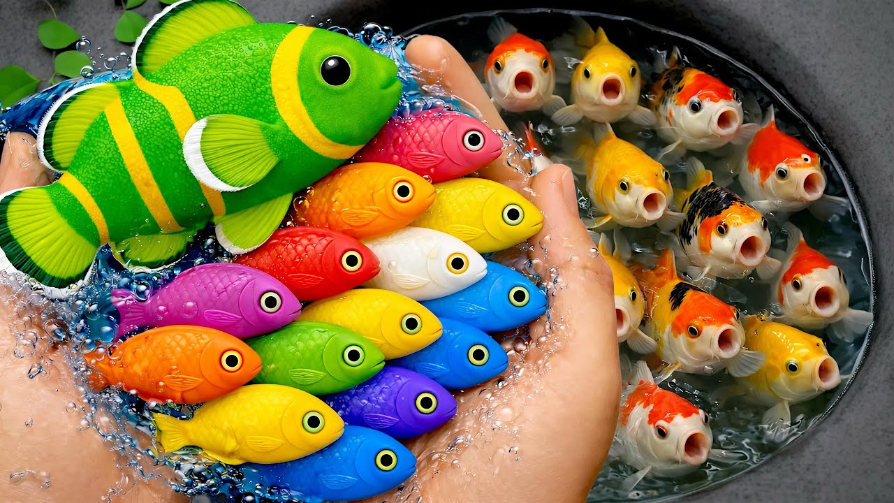 Serok ikan hias akuarium air tawar, ikan warna-warni, ikan mas koki, ikan koi, ikan komet, lobster