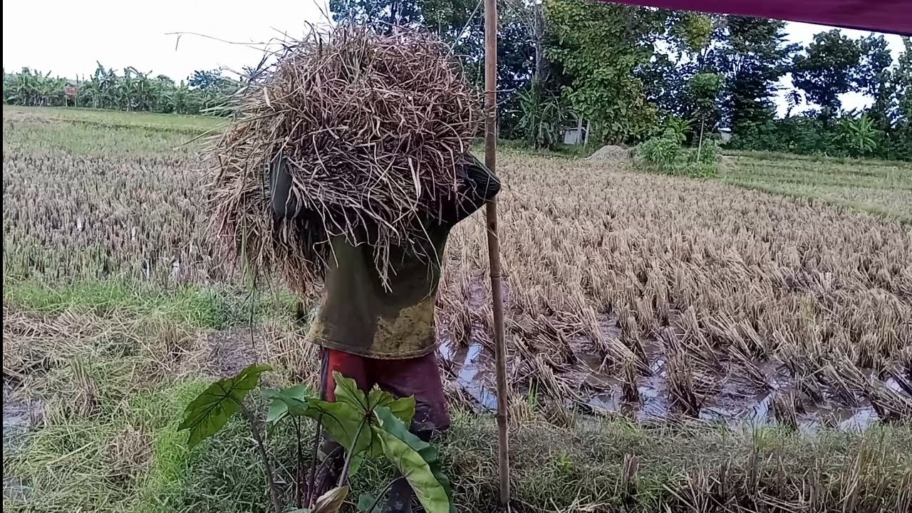 Badan Capek berhenti kerja Makan Dulu 