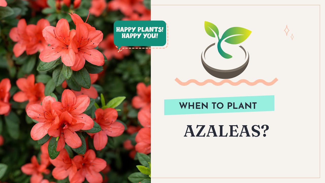 🍀🌸🌿 When to Plant Azaleas? The Ultimate Gardening Guide!