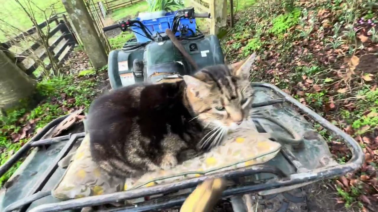 Dogs get a run & I plant a few snowdrops via quad which saves my energy