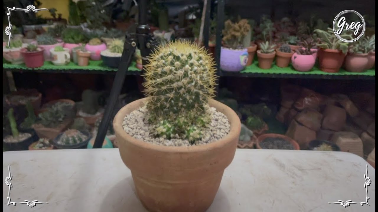 058 | Mammillaria nivosa | Repotting