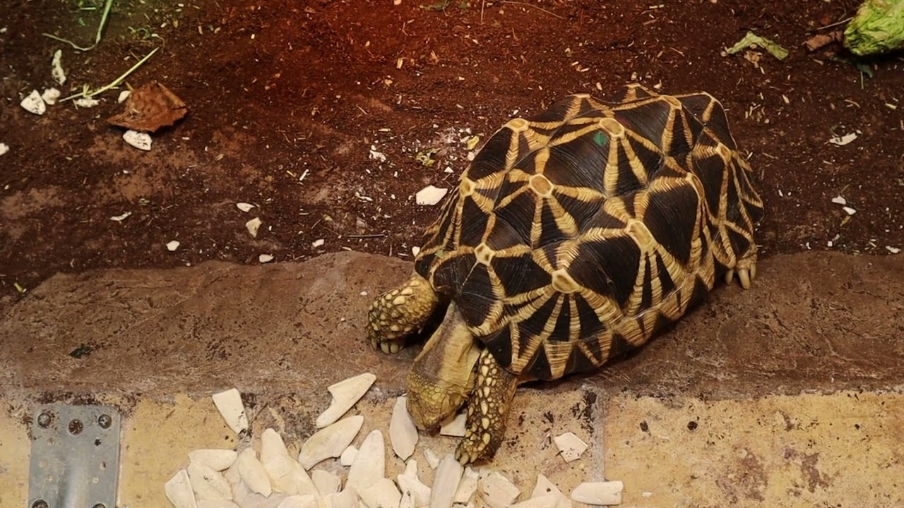 Winter enclosure Burmese Star Tortoise