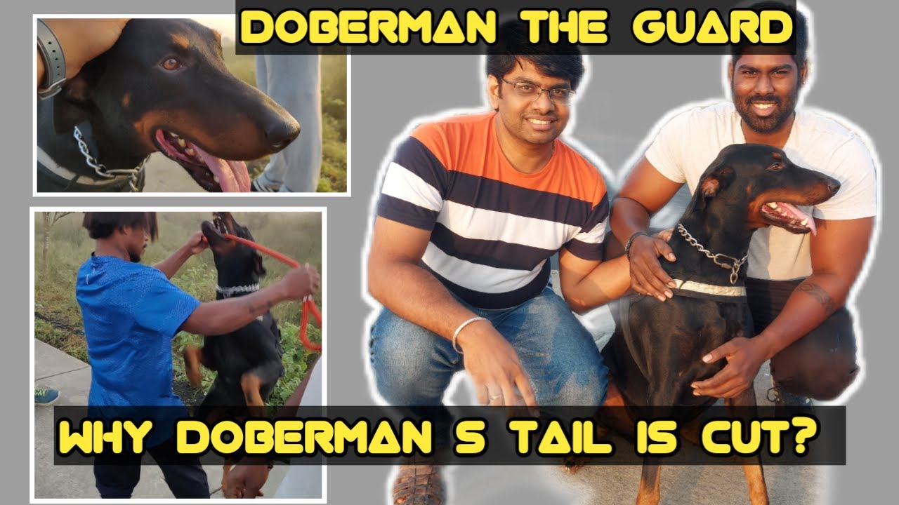 Doberman Dog பற்றிய சில intresting facts மற்றும் வளர்ப்பு முறை | Doberman pet dog in tamil |