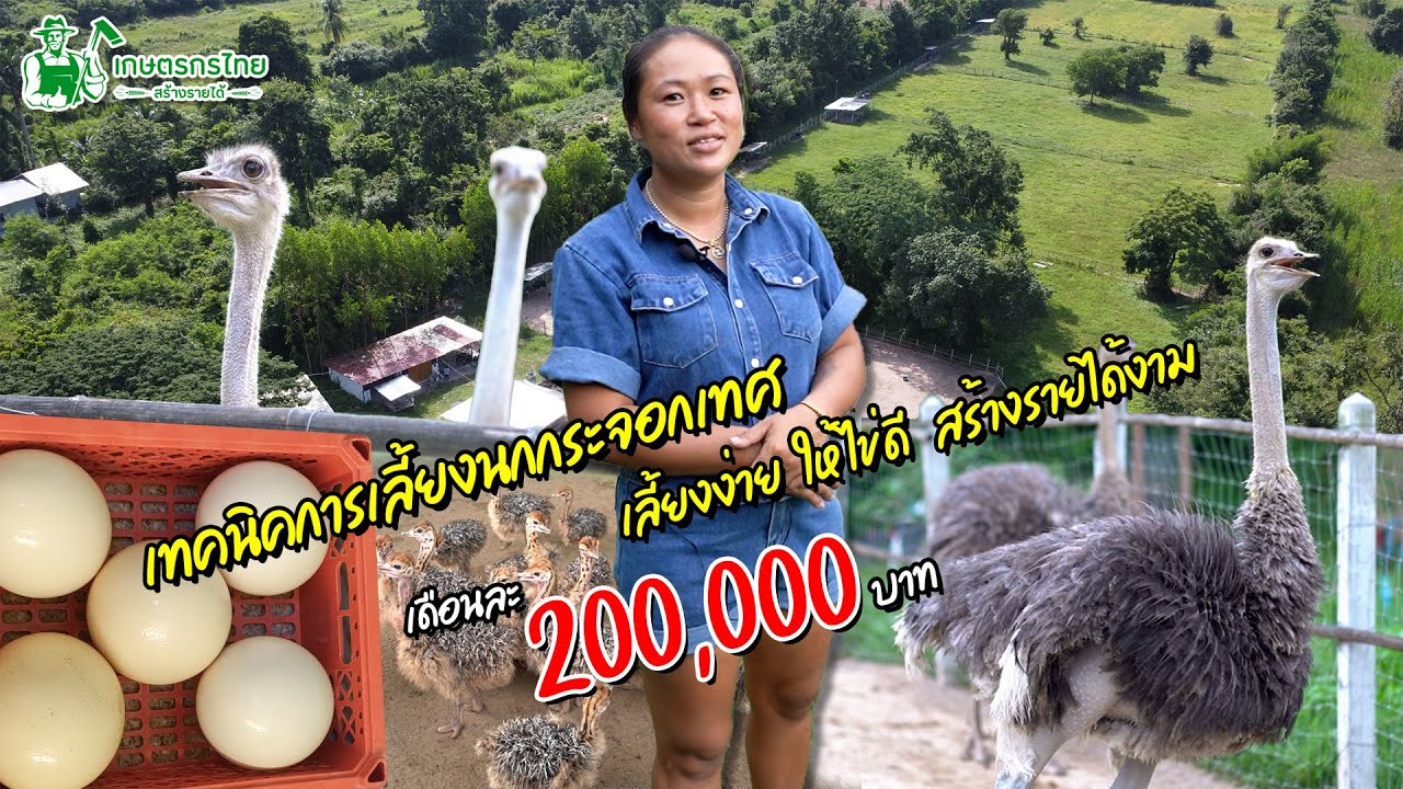 เทคนิคเลี้ยงนกกระจอกเทศ เลี้ยงง่าย ให้ไข่ดี สร้างรายได้ 200,000 บาท/เดือน l ชมสวนเกษตรกรไทย Ep261