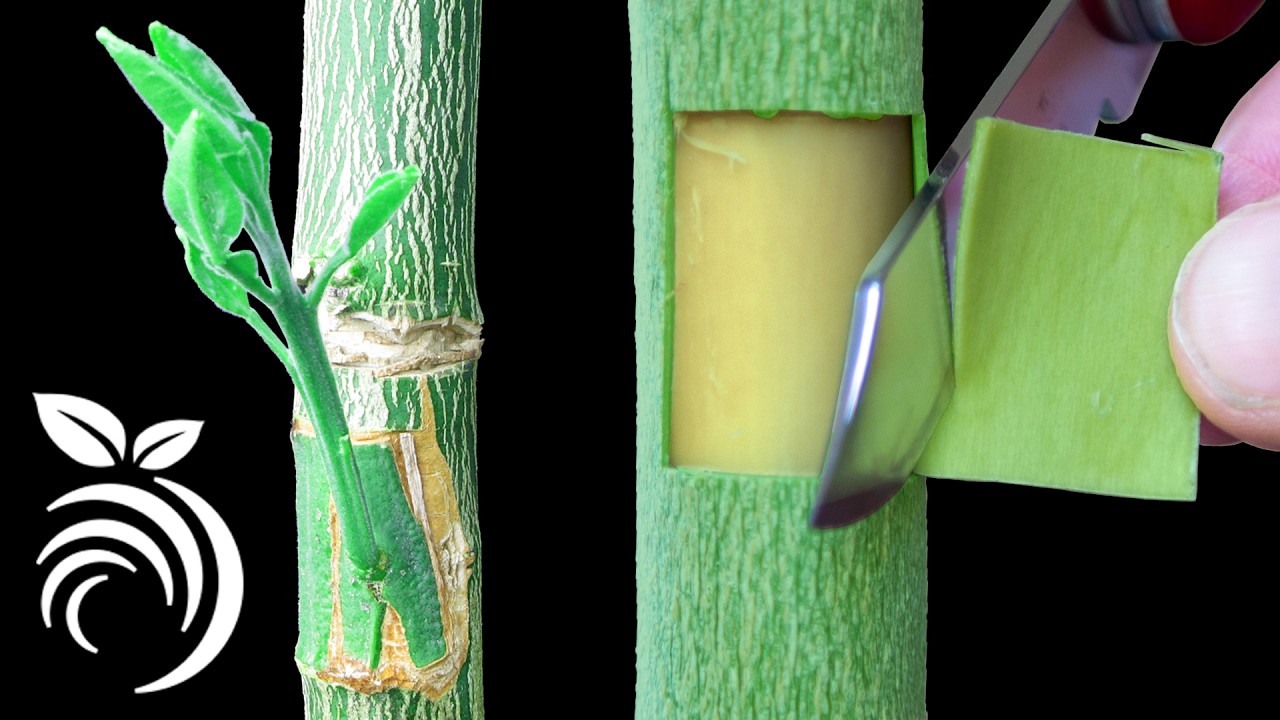 C&oacute;mo injertar c&iacute;tricos &ndash; injertos frutales por injerto de parche