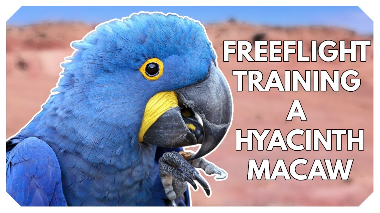 Freeflight Training a Hyacinth Macaw