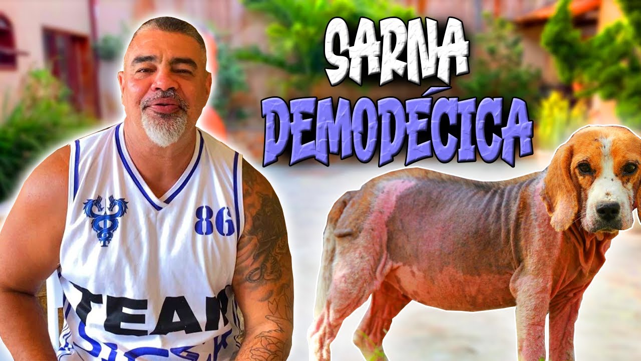 SARNA DEMODÉCICA - REMAKE
