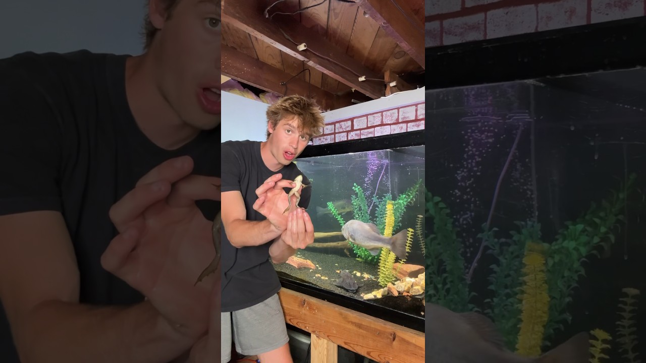 Feeding My PET BASS a BULLFROG