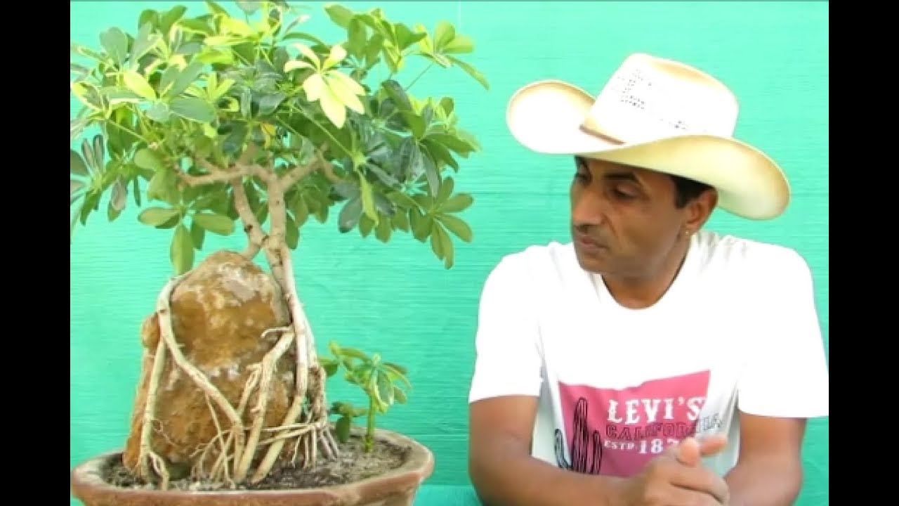 Neagari/ Exposed Roots Bonsai Technique/ Schefflera/ lesson for beginners