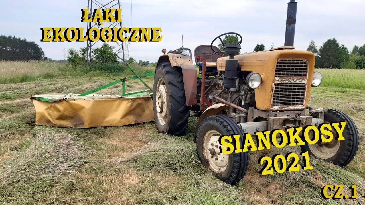 Ursus C330 Sianokosy 2021 koszenie łąk ekologicznych kosiarką rotacyjną 💲 ciapek lekko nie miał 🚜🔥