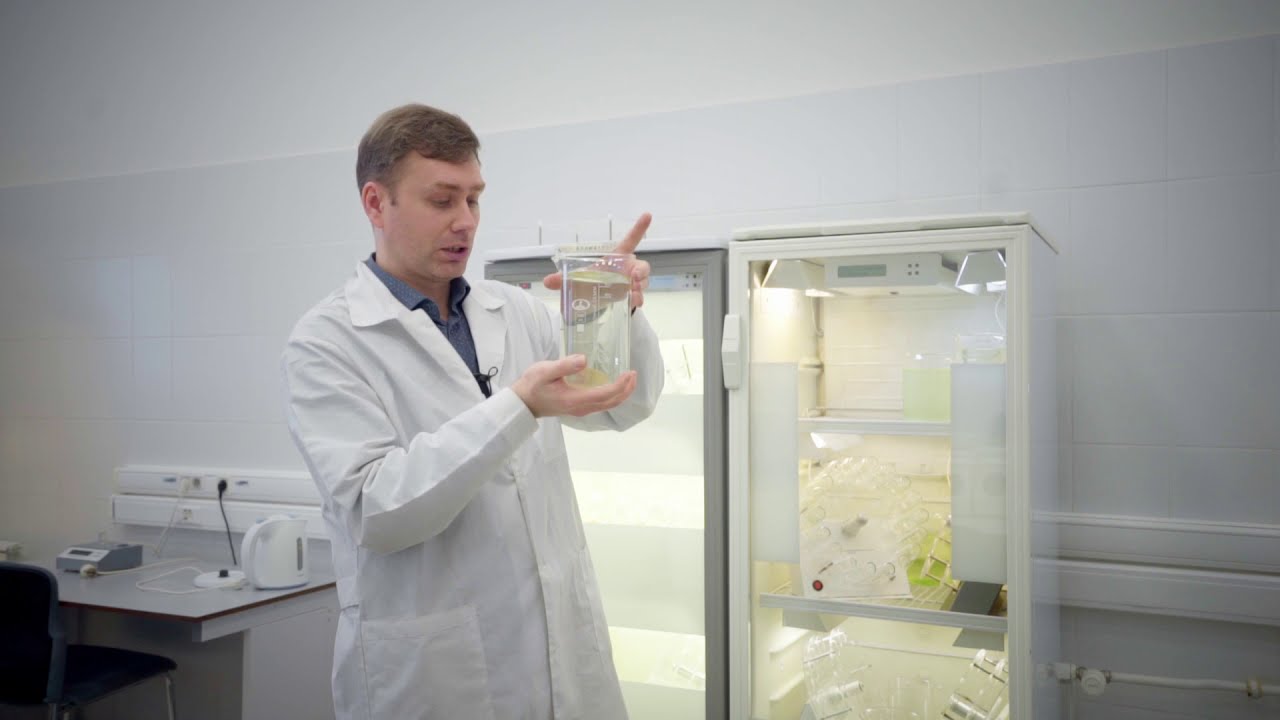 Биотестирование воды с помощью рачков