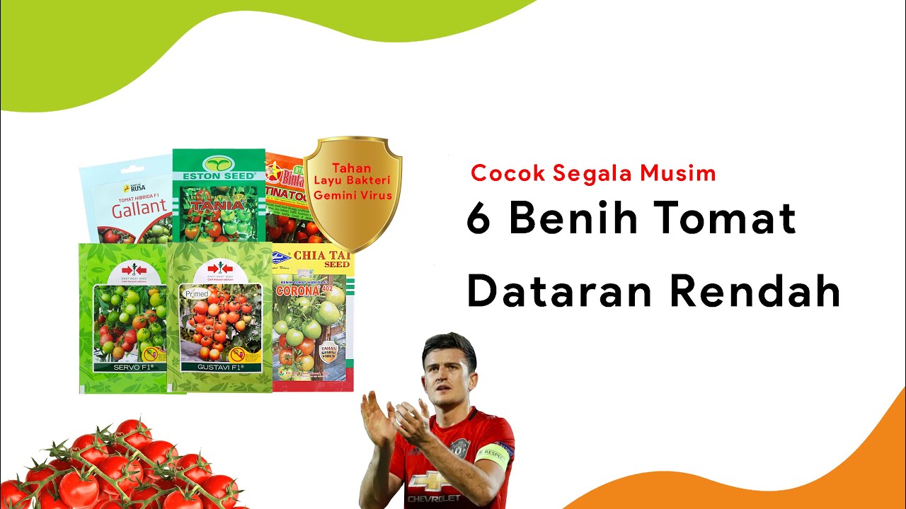 6 Benih Tomat Dataran Rendah, Potensi Tinggi Tahan Layu | Servo