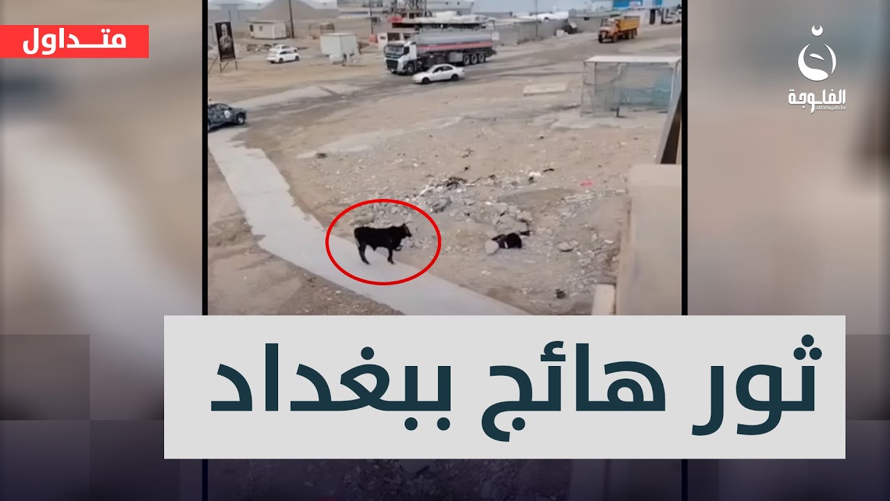 طشرهم اطشر..ثور هائج يلاحق المارة ويدخلهم بإنذار في بغداد | #متداول