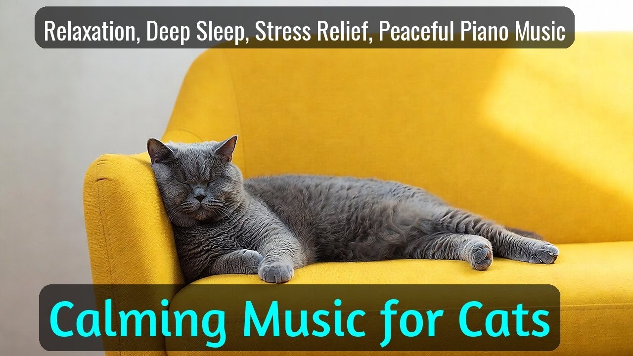 LIVE Relaxing Cat Sleep Video for Stress Free Night 💤 | Season 52