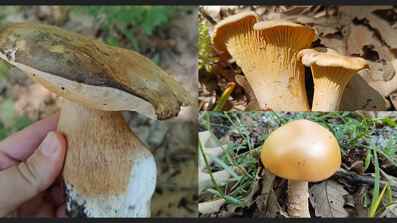 Kara kafa (Bronz) Çörek mantarı. Porçini.Bu tar mantarlar bulmak istiyorsan ,kaçırma bunu. #bolete