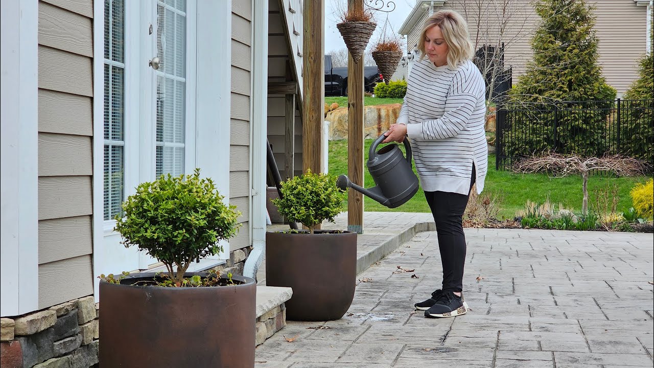 Backyard Thoughts and Prepping for Spring! Boxwood Topiary Planters, New Plants, Starting Zinnias