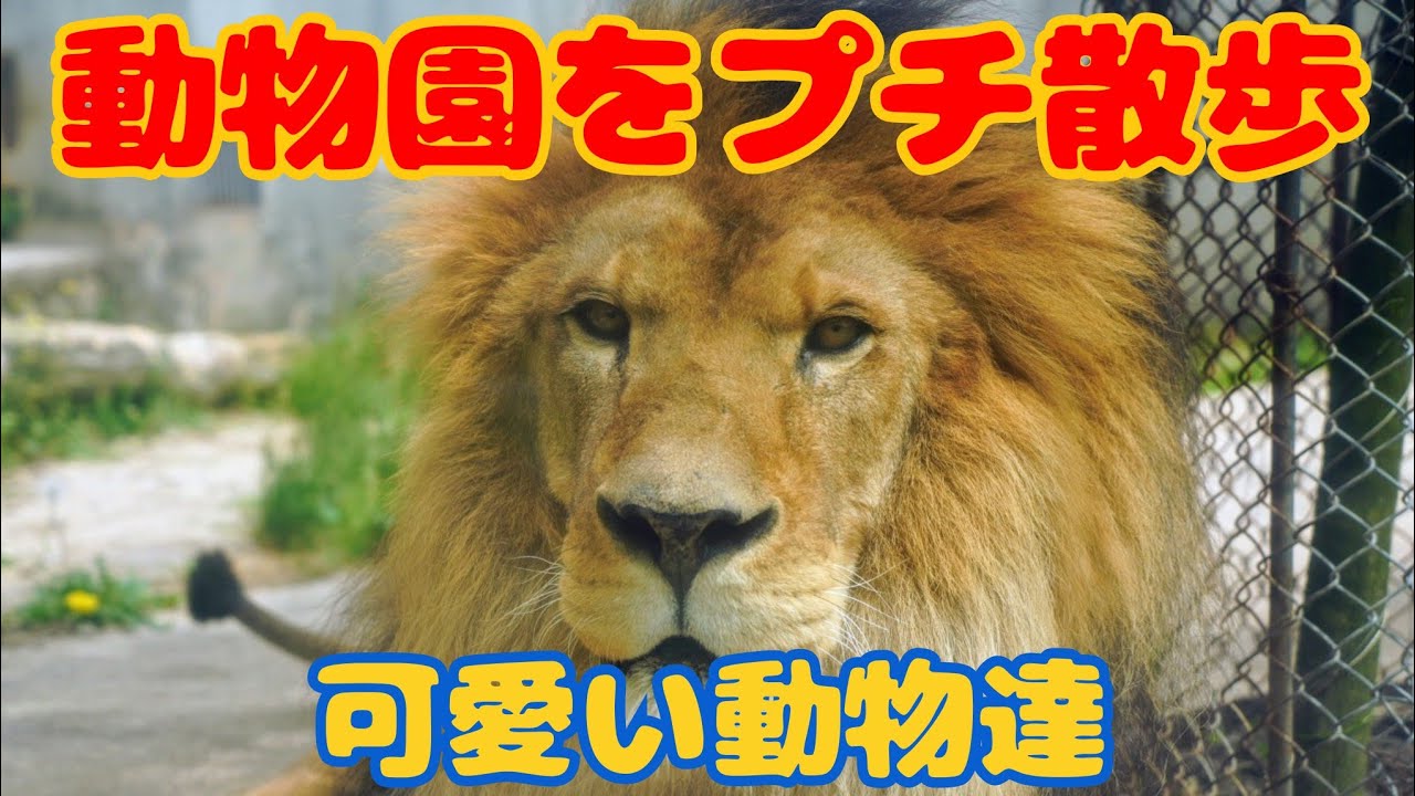 【広島市安佐動物公園】をのんびり散歩して可愛い動物達に会って来ました☺️