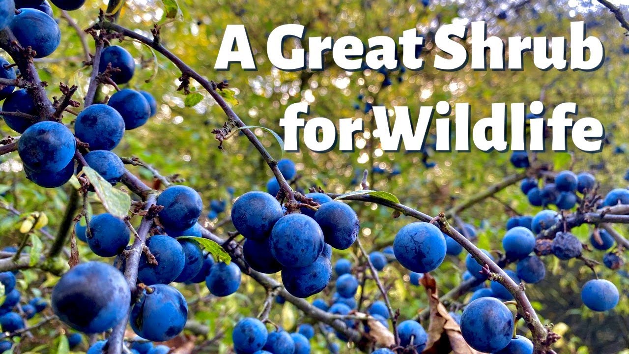 Blackthorn - A Great Shrub / Small Tree for Wildlife - 4K