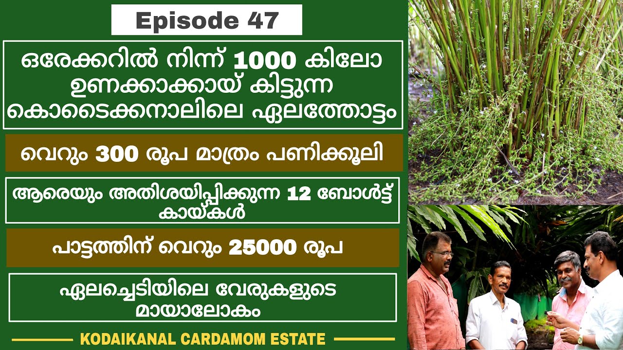 WONDERCARDAMOM/Miracle of Cardamom roots- Estate in Kodaikinal- Exciting beauty if kodaikinal
