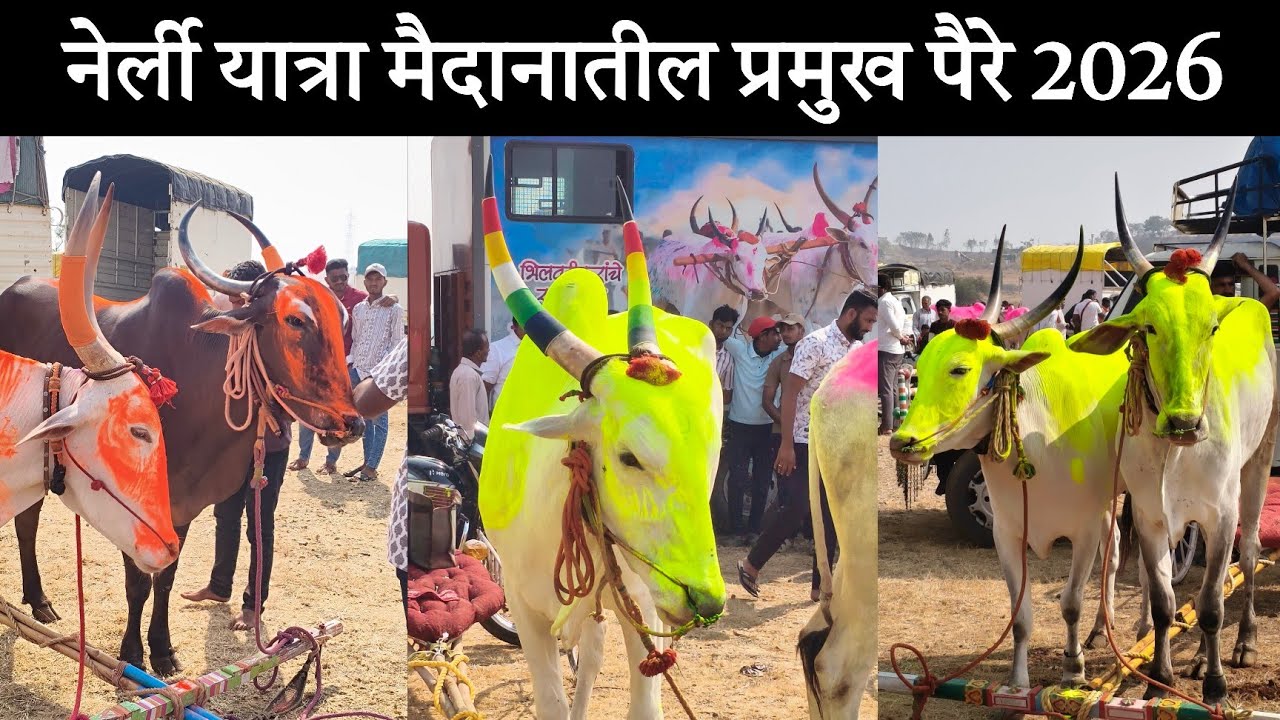 नेर्ली मैदानातील प्रमुख पैरे 2026 Nerli Mal maidan