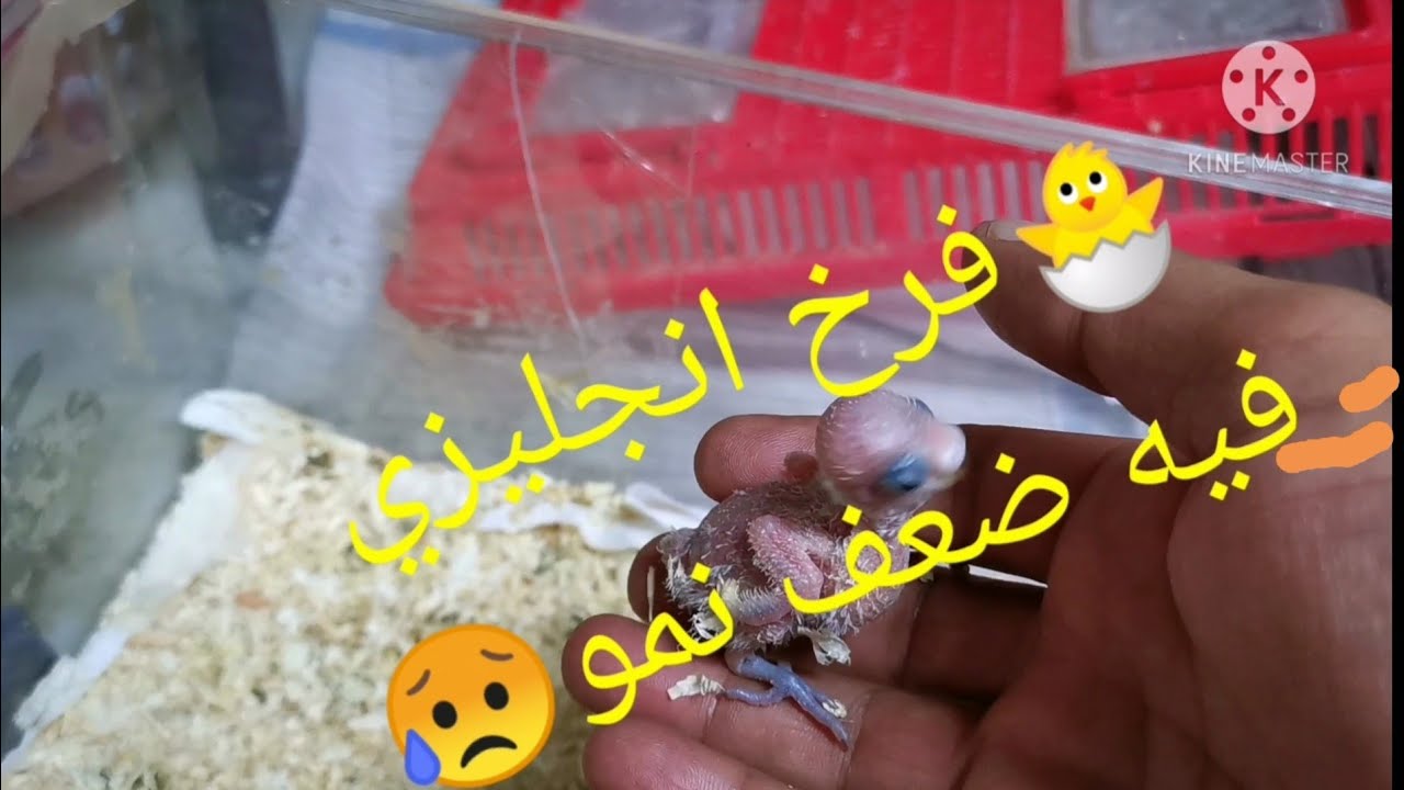 #ضعف نمو بفرخ🐣 بادجي انجليزي 🐦