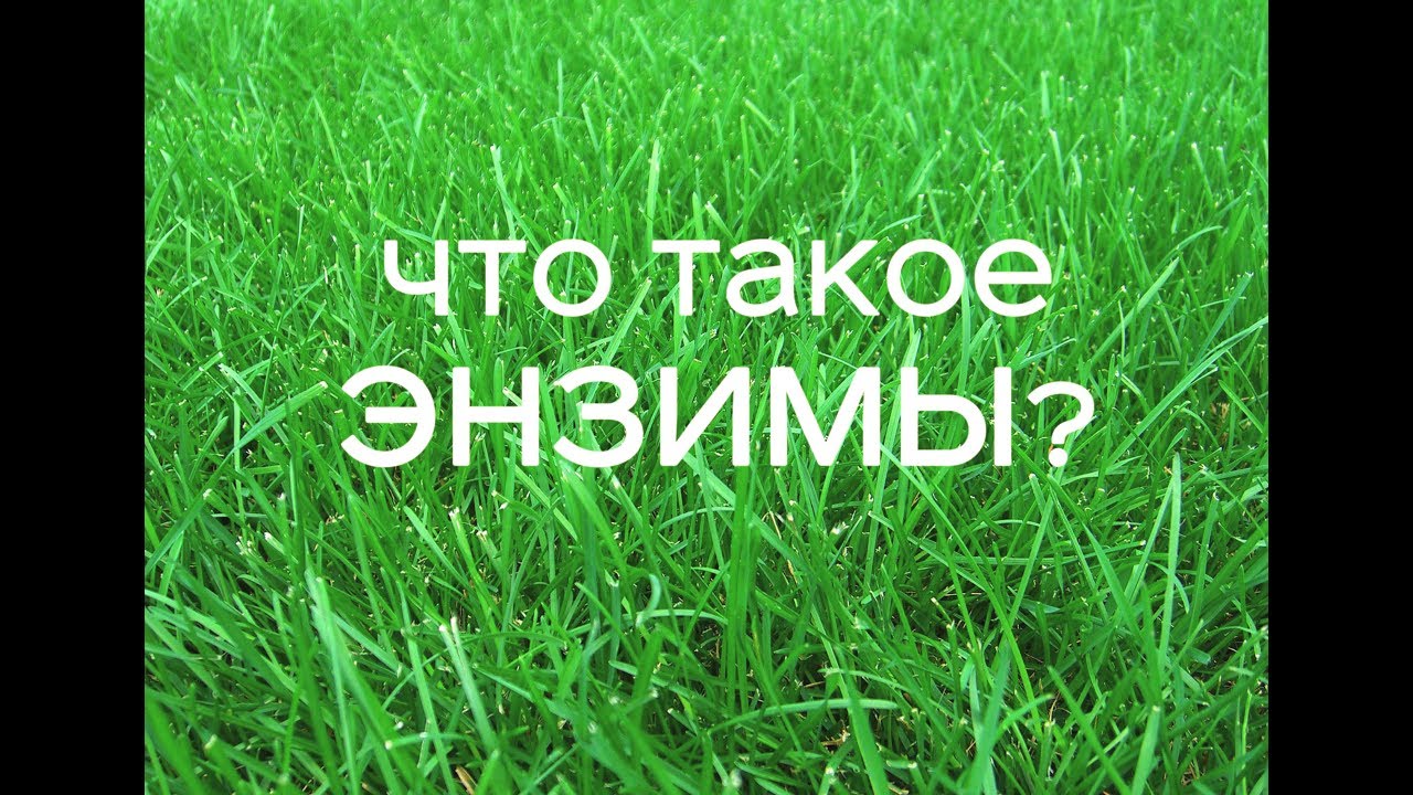 Что такое Энзимы?