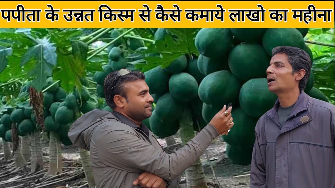 पपीते की उन्नत किस्म जो सेंटर ऑफ़ एक्ससिलेंस फॉर फ्रूट्स, देसरी वैशाली से कर सकते हैं।