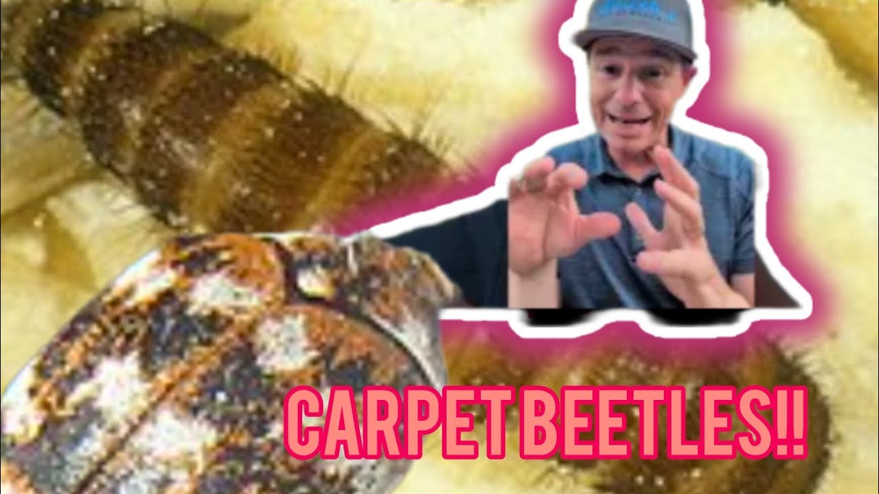 How to Get Rid of Carpet Beetles FAST (Step-by-Step Guide with Pro Tips!)
