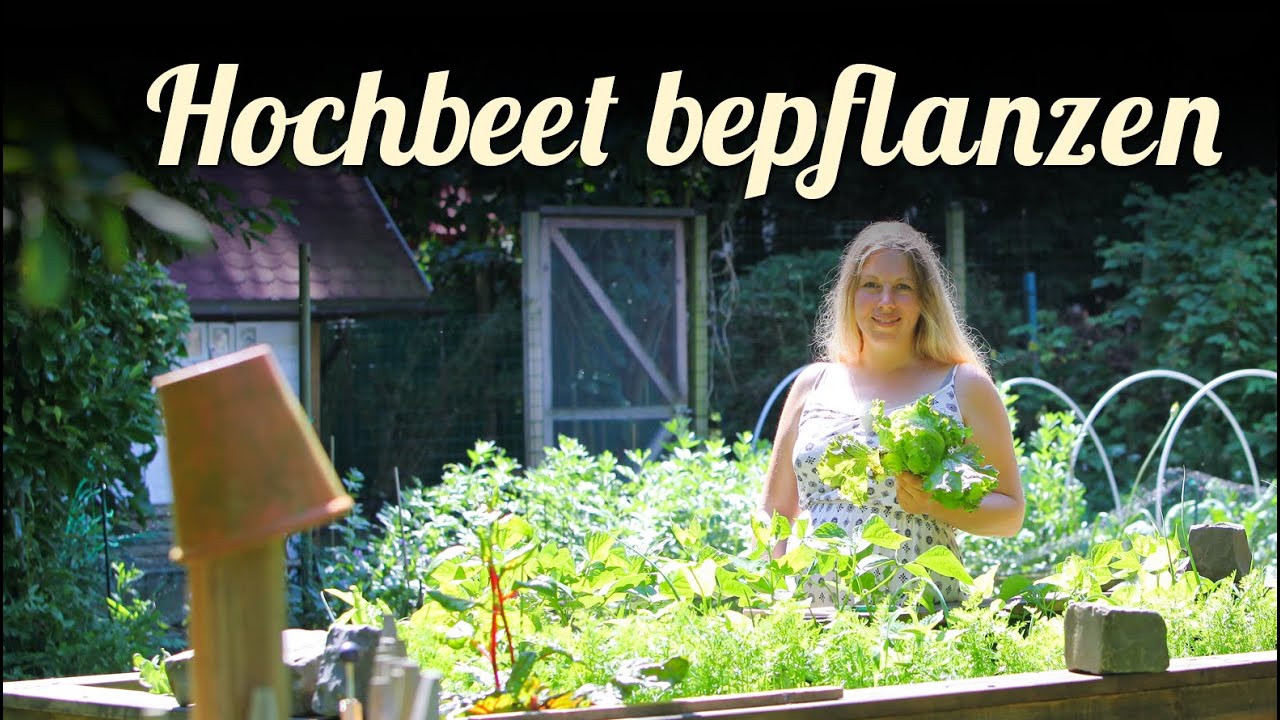 Hochbeete bepflanzen 🎍 Agretti im Garten 🎍 Salat anbauen 🎍 Permakultur