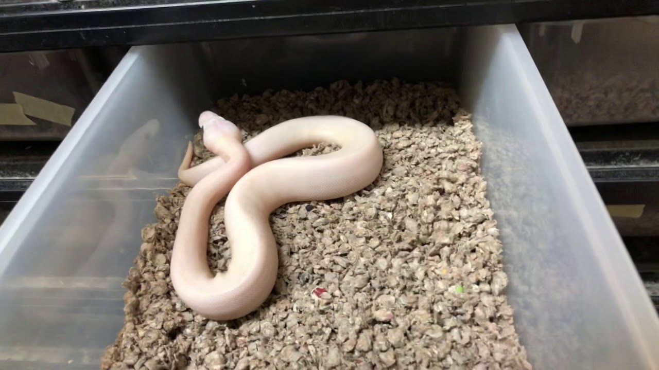 Reptile Facility Tour (Late 2018/Early 2019)