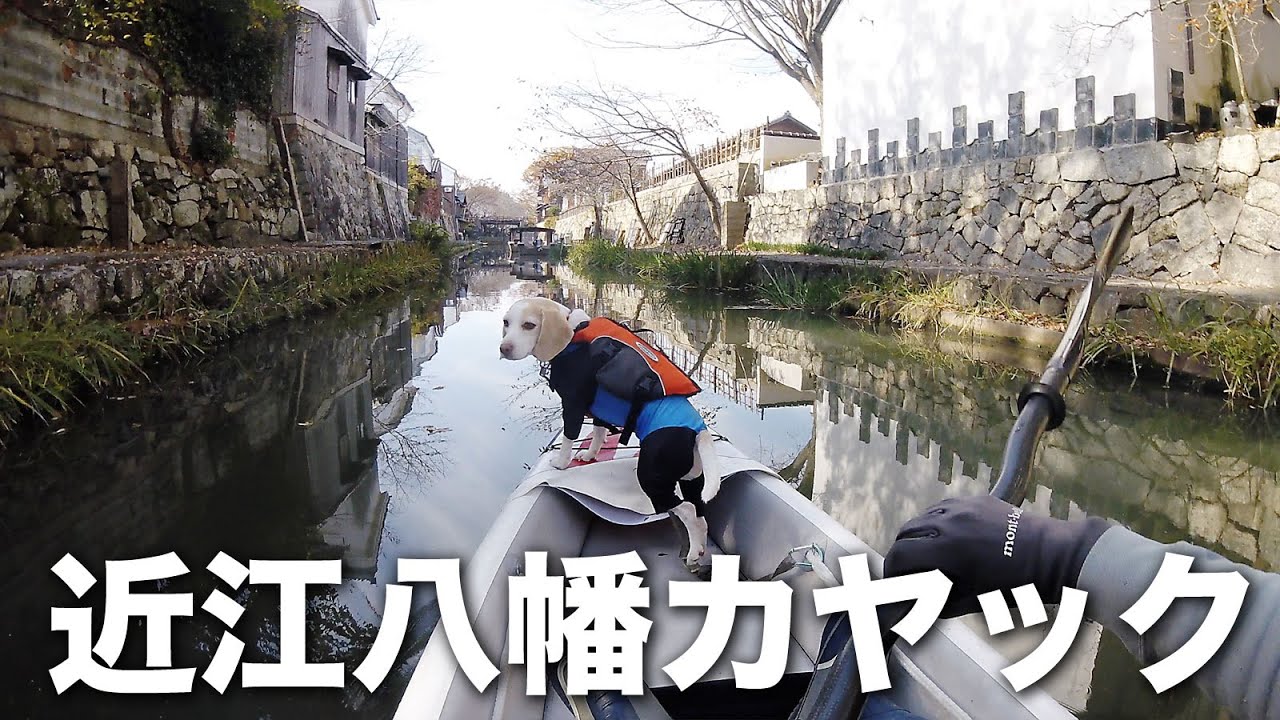2021/11/18 近江八幡犬連れカヤック 4K動画 Omihachiman kayak tour with beagle dog