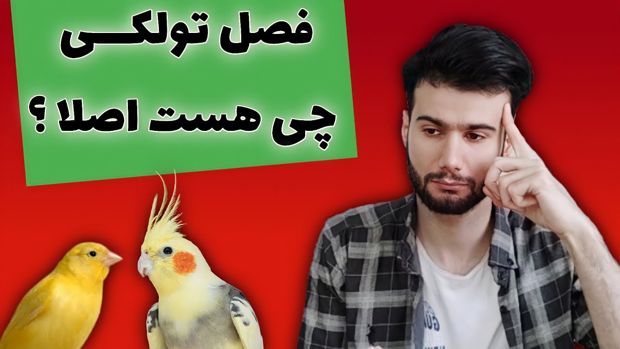 فصل تولکی چیست؟ کی و به چه علت باید اجرا بشه(مخصوص تمام پرندگان)