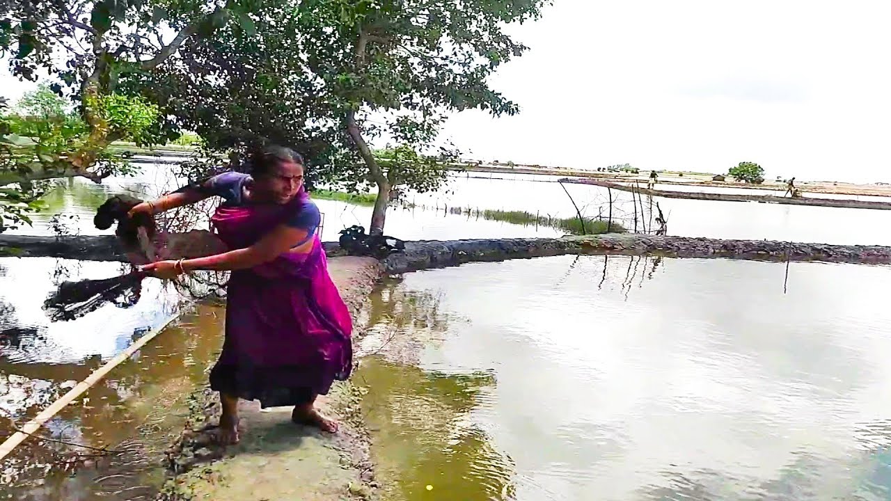 Cast Net Fishing || Village Amazing Woman Catching Fish With A Cast Net.(Part:427)