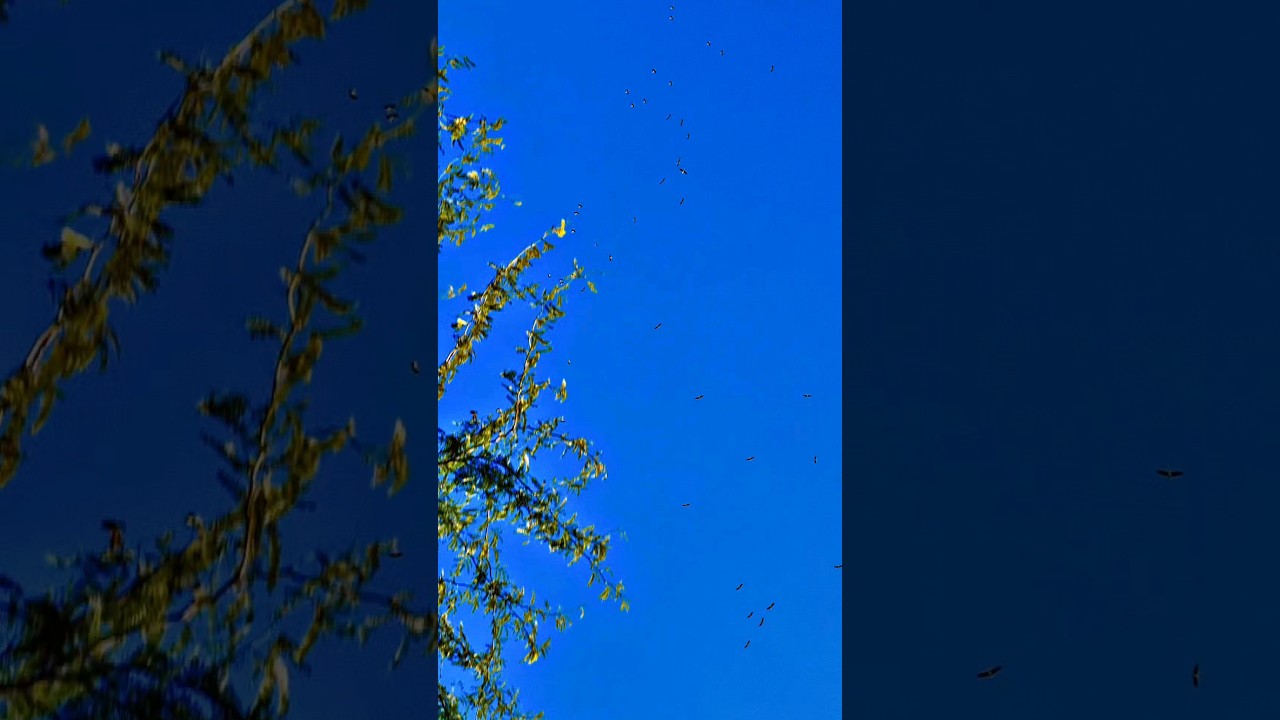 1 Trillion views 😵‍💫 