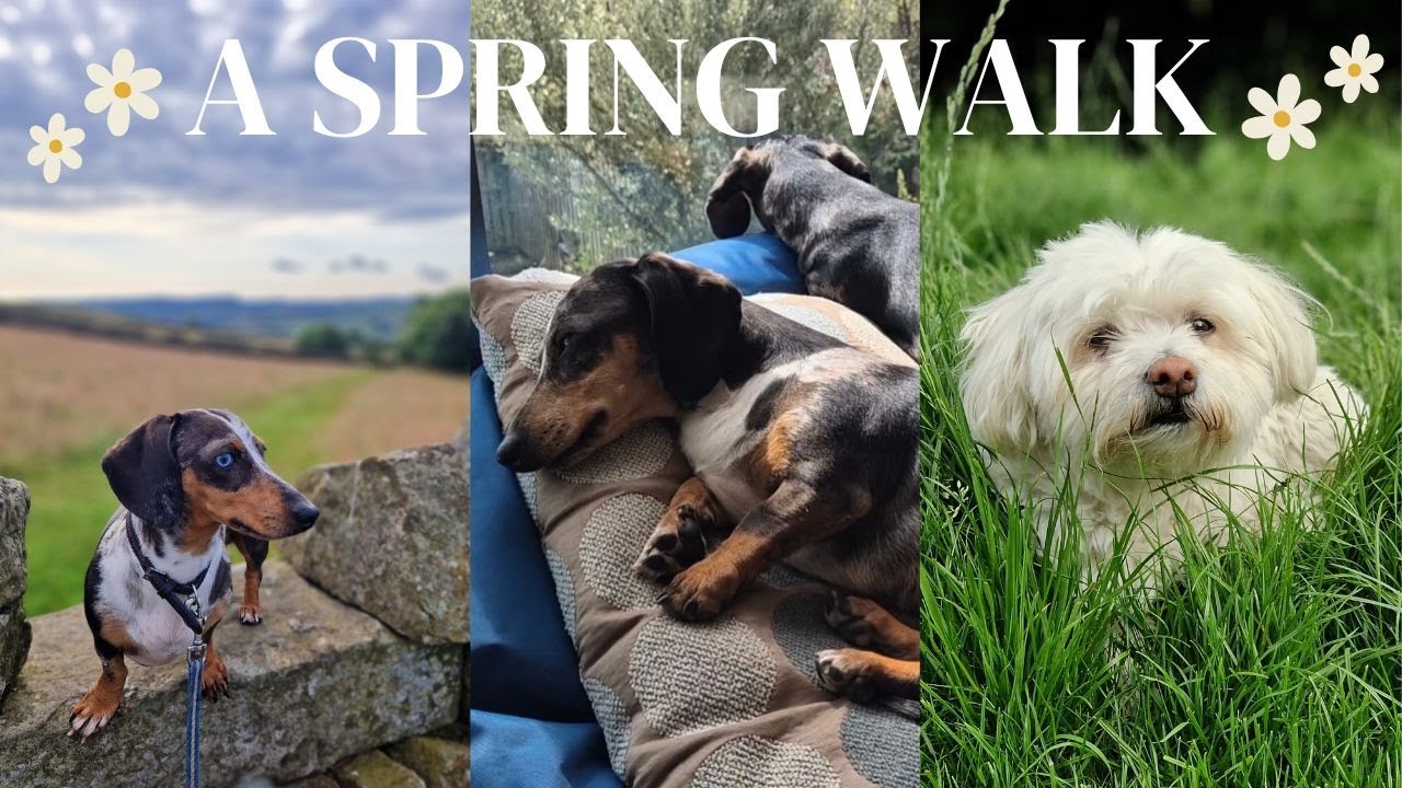 Spring has sprung - Join us on a lovely spring day, Saffy, Gracie and Bella