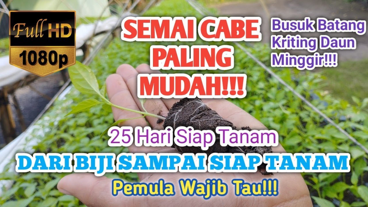 CARA SEMAI CABE RAWIT || how to grow chilies from seed until ready to plant. PART1
