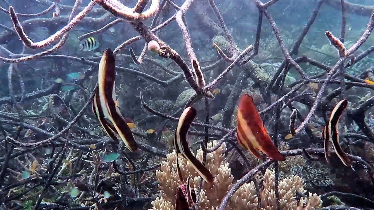 Snorkeling Raja Ampat. Western Gam. Mangrove Ridge .Indonesia. December 2022