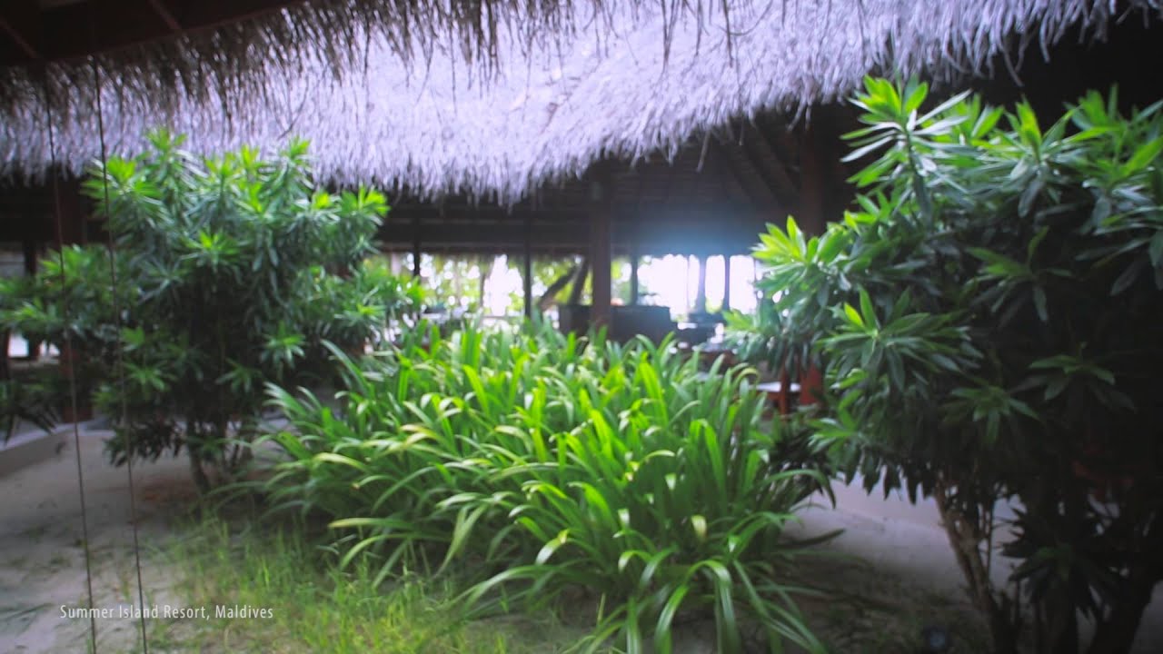 Dasuns House Plants Company Profile