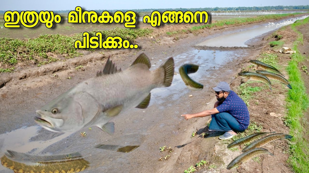 പുഞ്ചപാടത്തെ അവസാന മീൻപിടുത്തം മുഴുവൻ മീനും പിടിച്ചു...