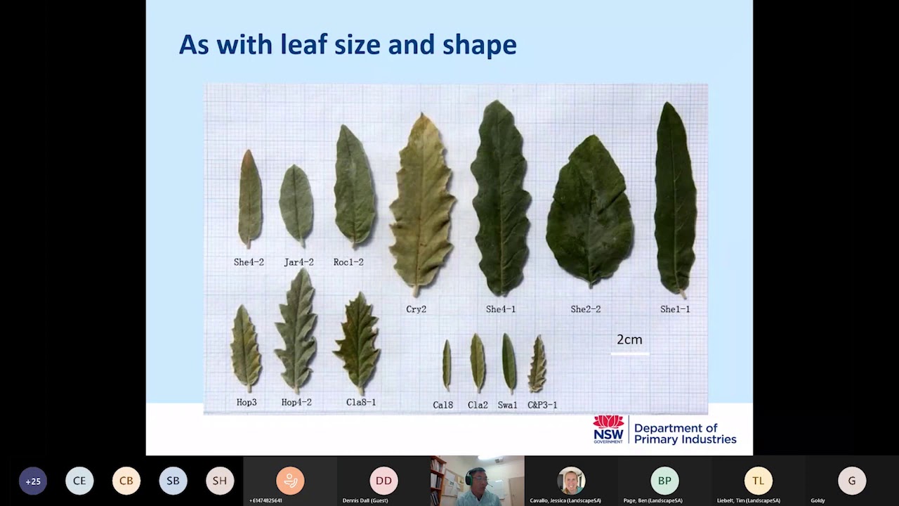 Silverleaf Nightshade Webinar
